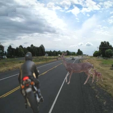 Deer and Motorcycle 